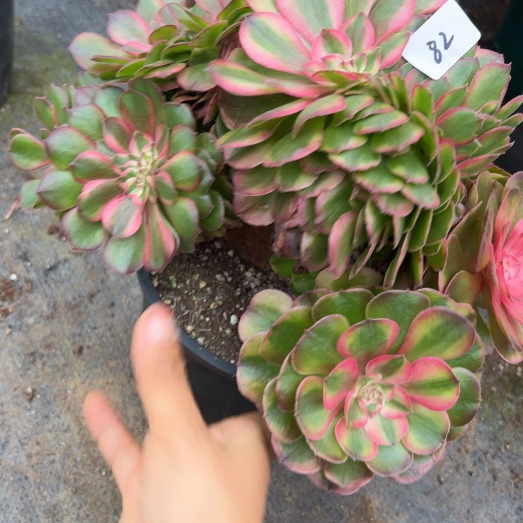 82荔枝缀多肉植物