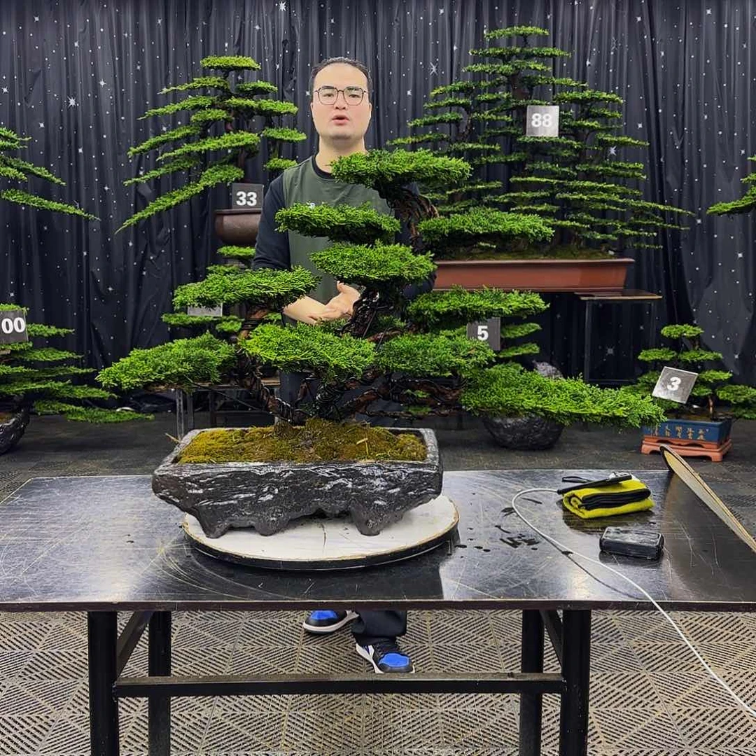 济州真柏造型盆景