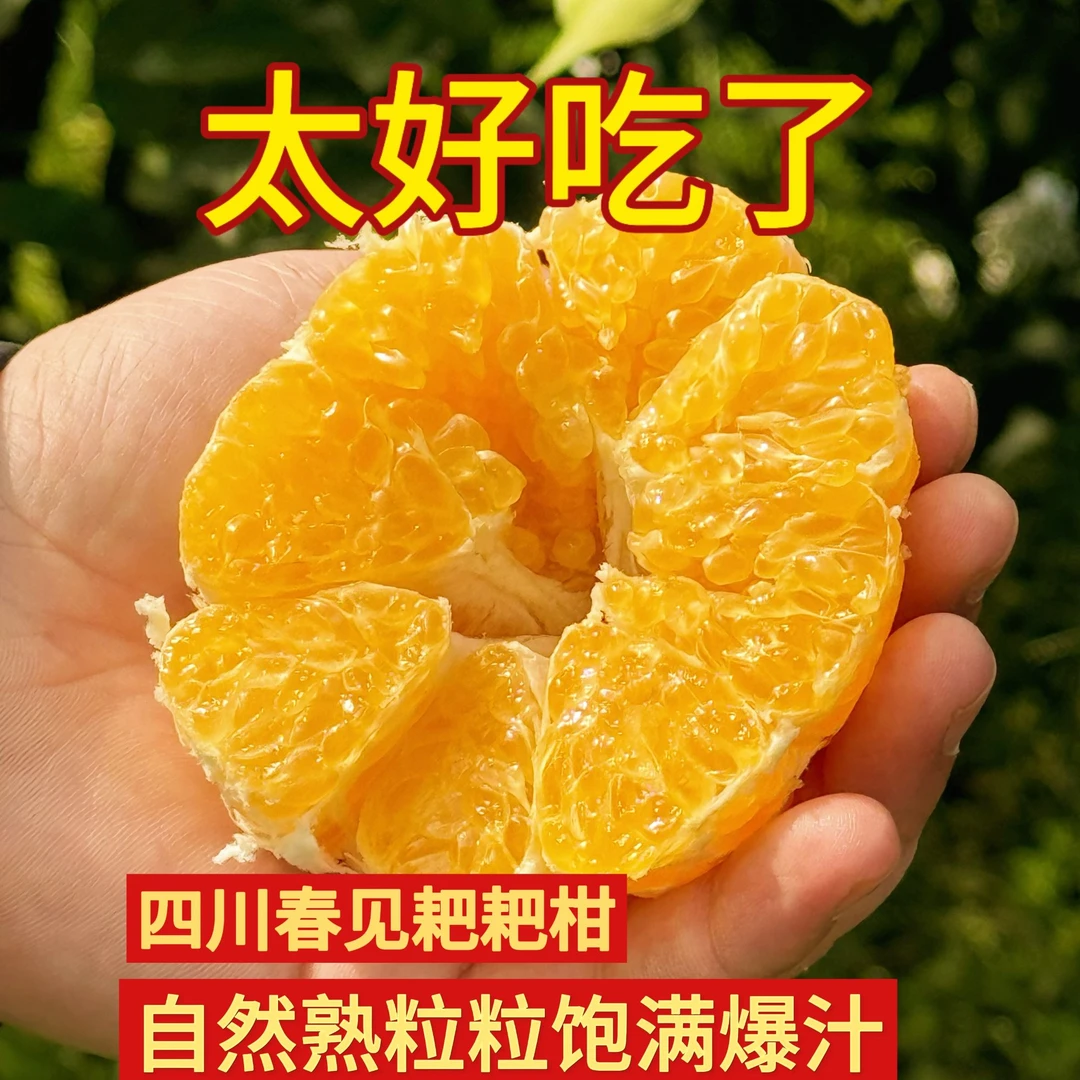 【新鲜采摘5】四川耙耙柑果园直发新鲜水果产地直发彩箱