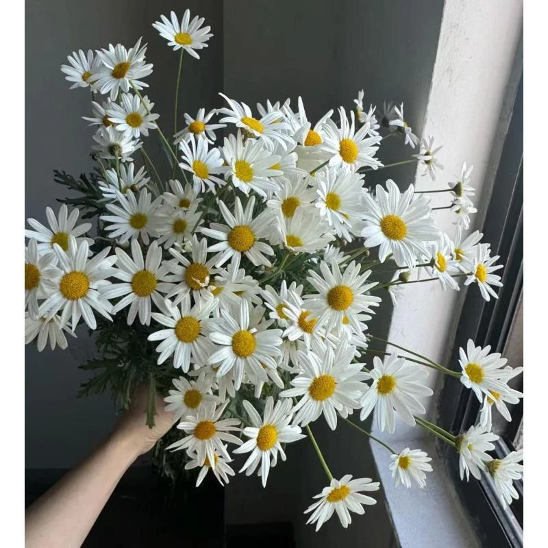 【玛格丽特小菊】云南基地直发