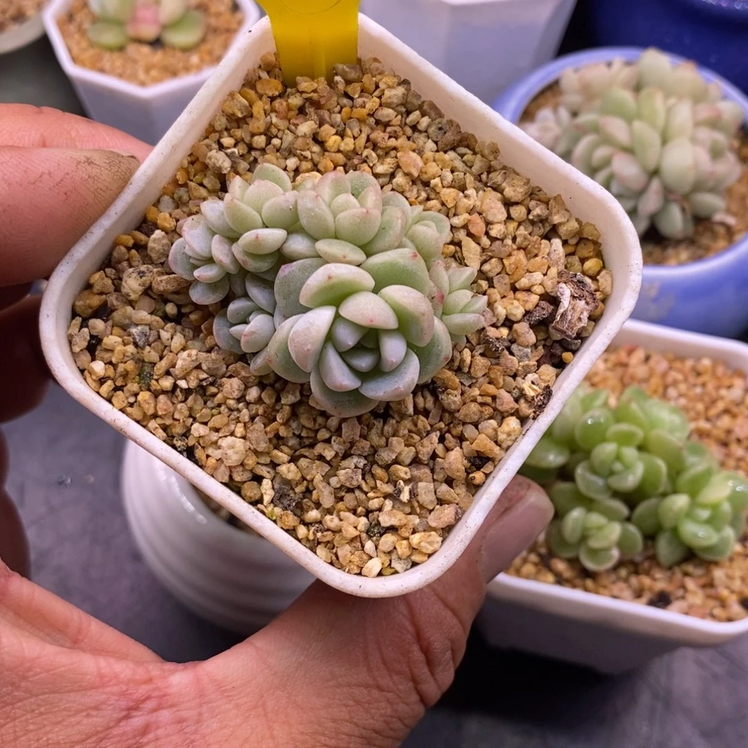267冰玉小脸7头福利……