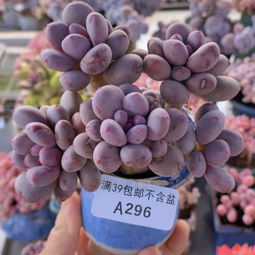 仙子奶9cm296多肉植物