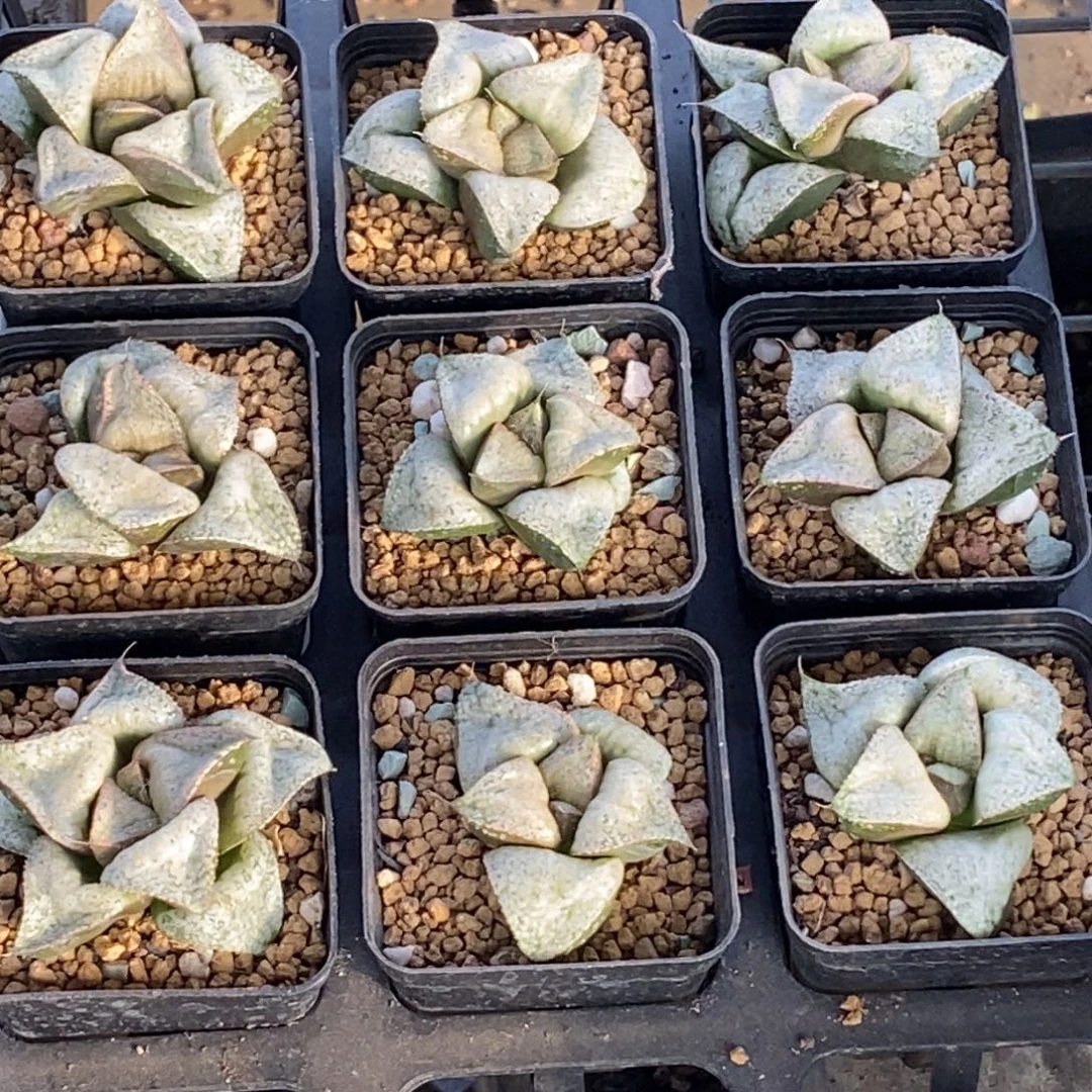 泰姬陵一颗 新年福利