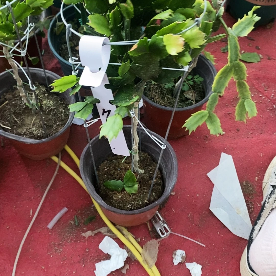 用***0无花朵福利款单色