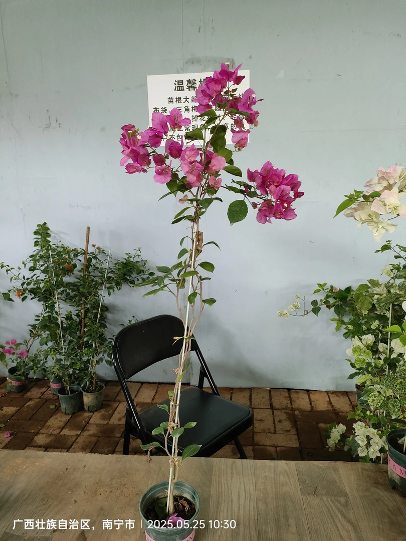 福利量拍，洋红公主三角梅