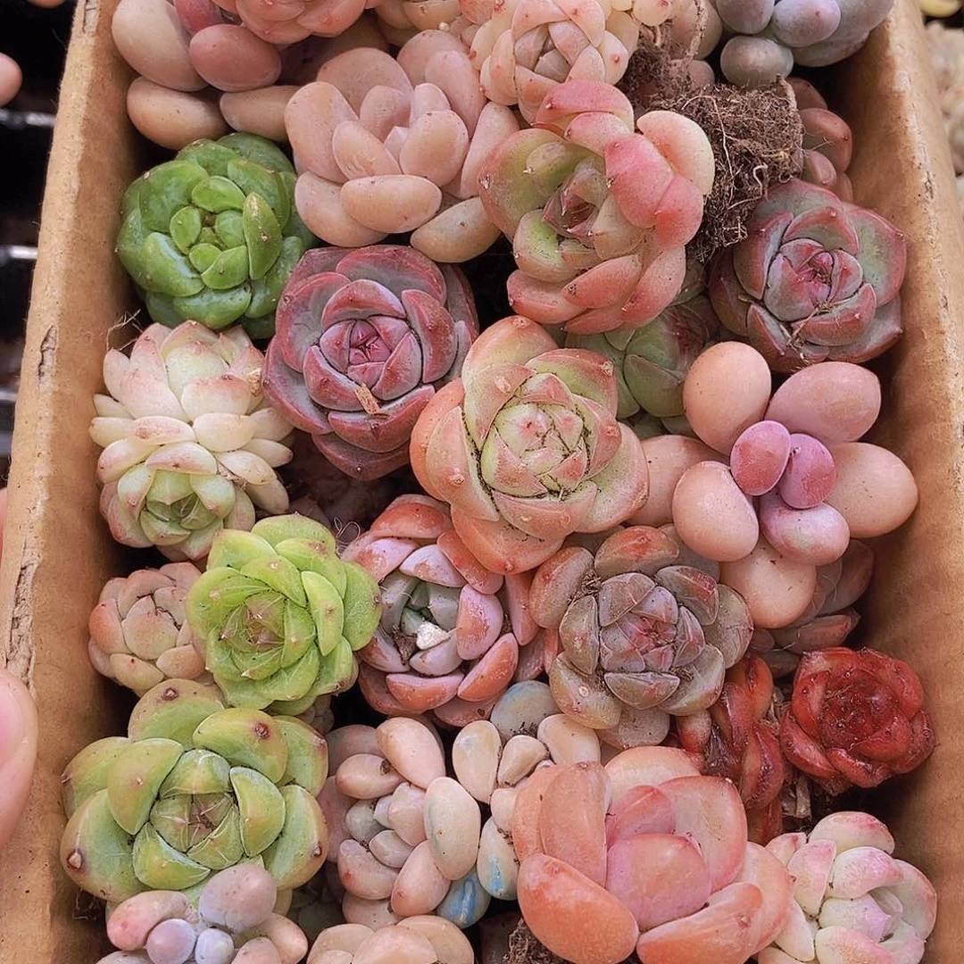 000000000001量拍保底20颗