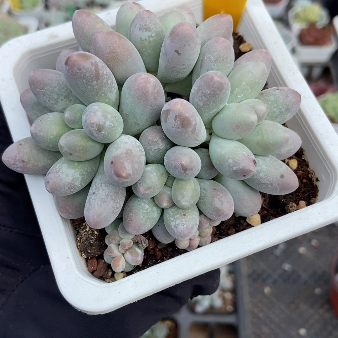 2124汤圆多肉植物