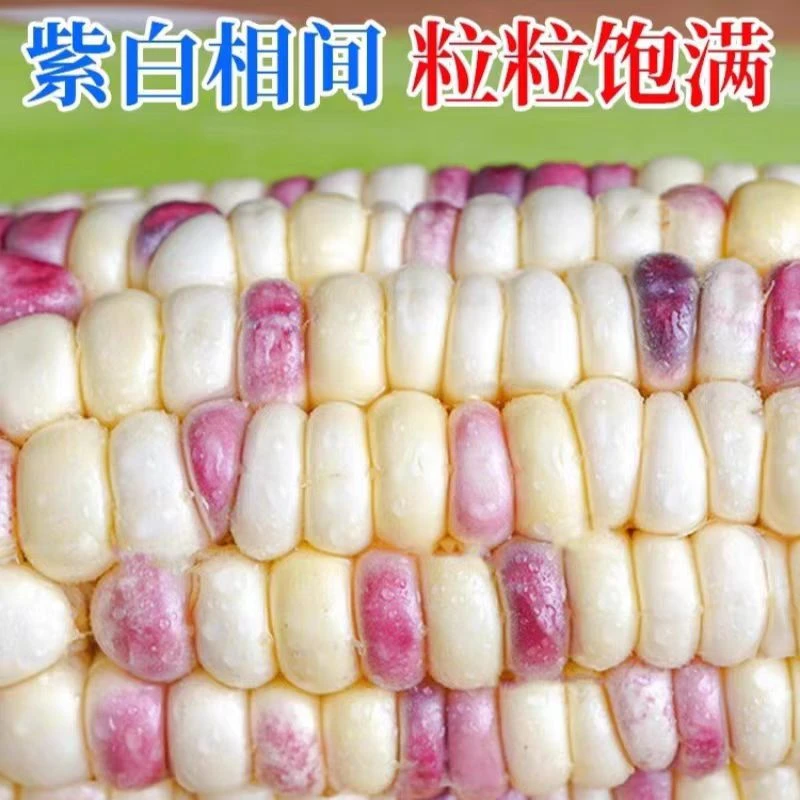 新鲜花糯玉米 甜糯花玉米 爆汁 现摘苞谷嫩玉米 粗粮 次日达