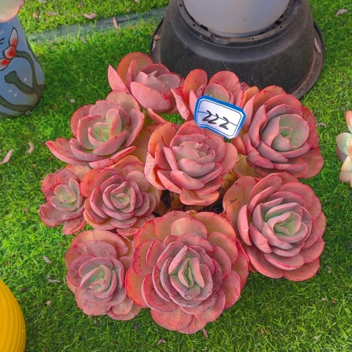 谢谢你的支持00000222