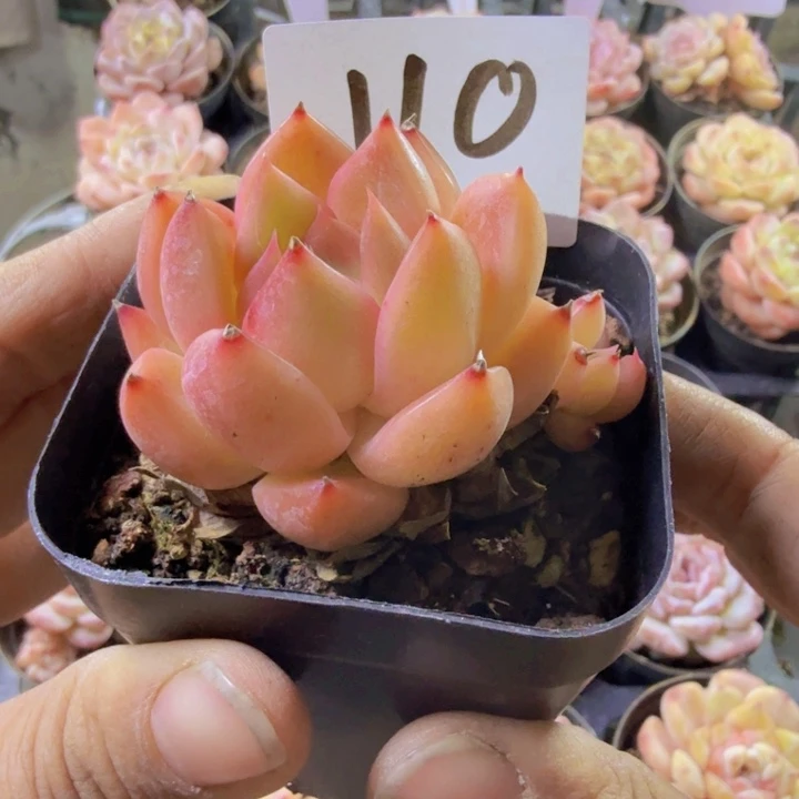 七***忆110.qqqqqqqqwqwq