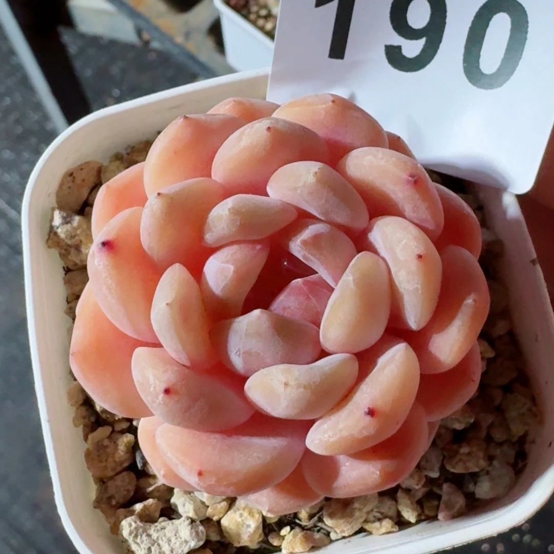 羊脂玉         精品多肉