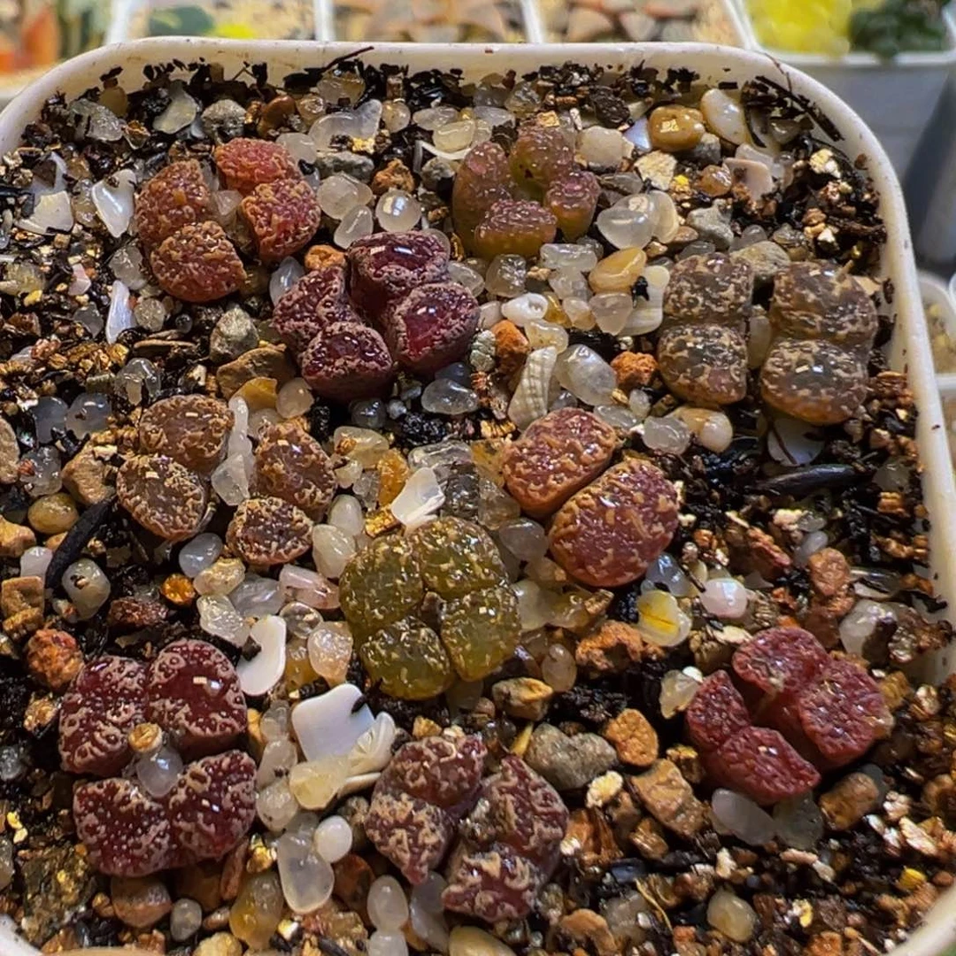 52多肉植物百科知识