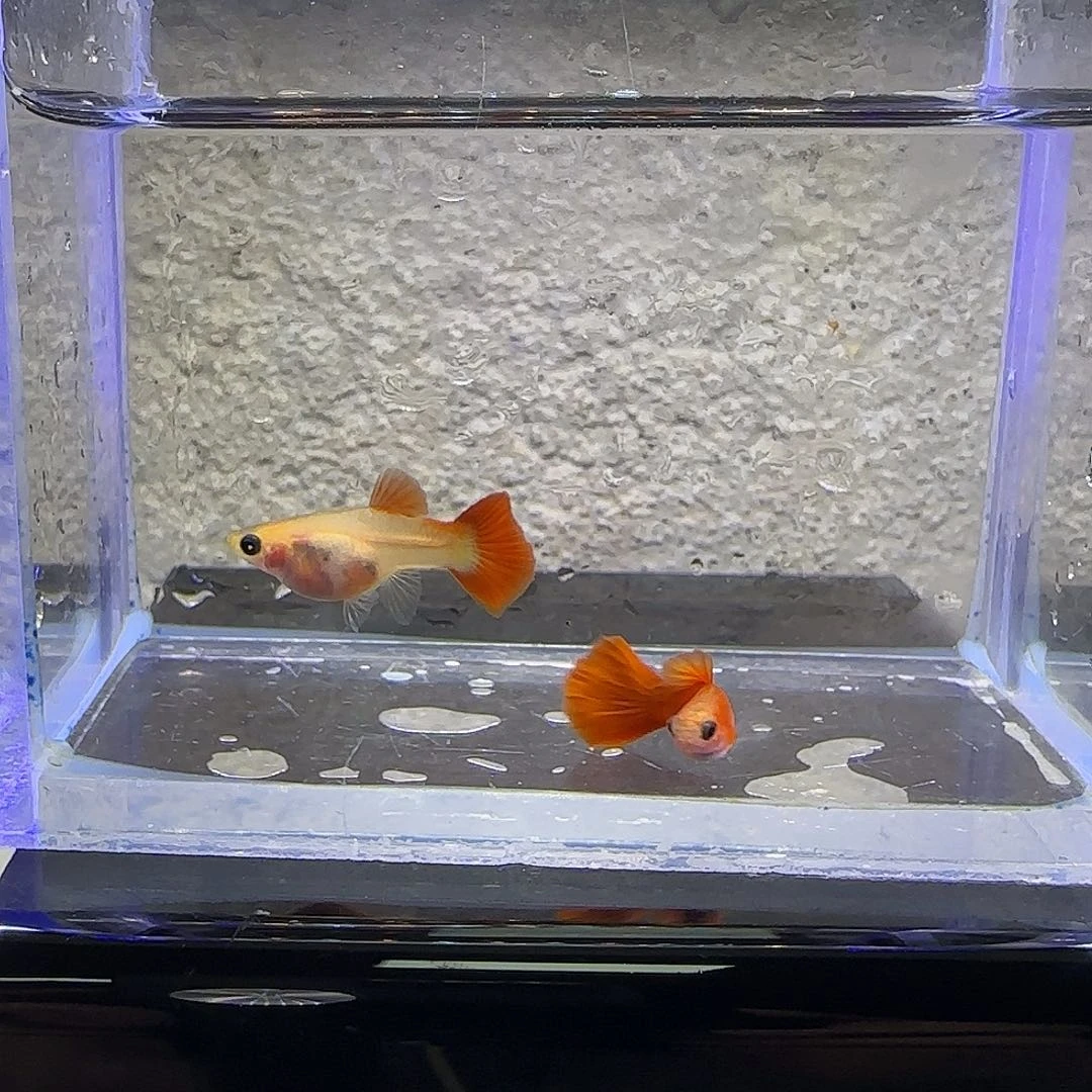 孔雀鱼血红玻璃猫。带胎。55号