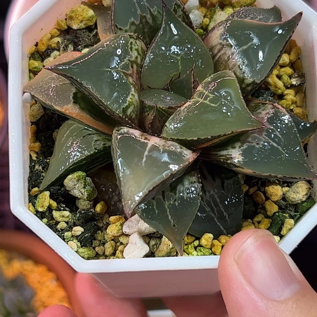 酒吞童子锦十二卷多肉植物