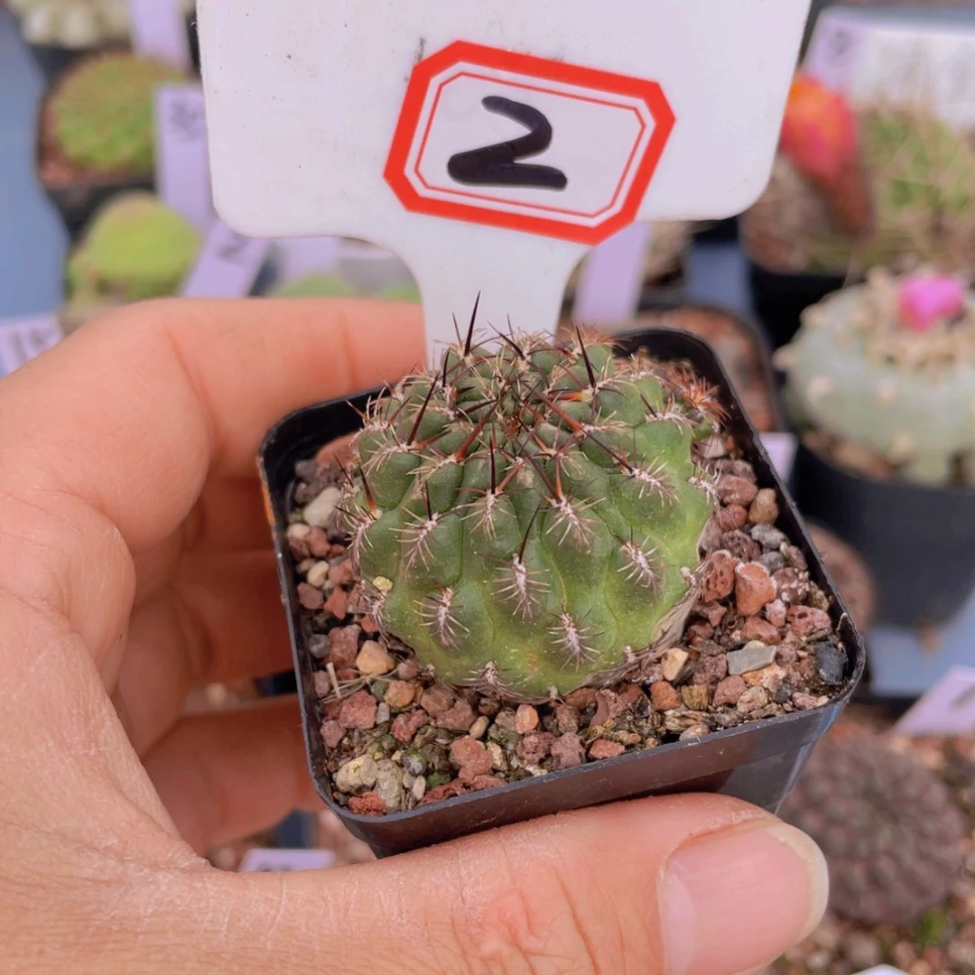 2往事多肉园仙人球