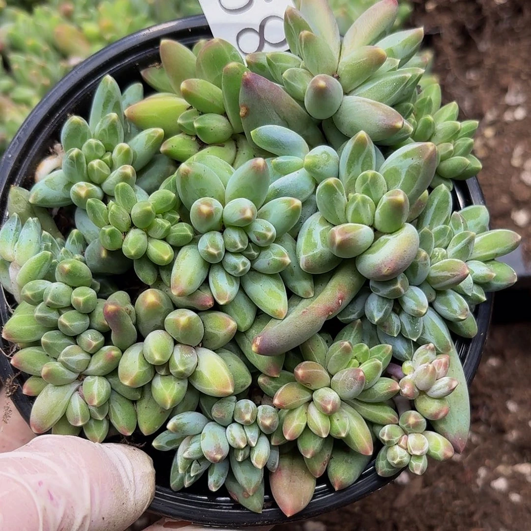 双十一多肉植物89