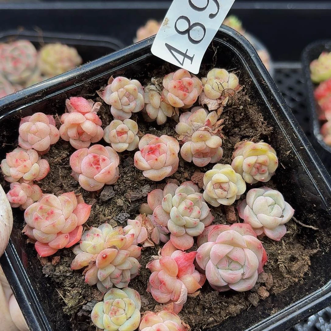 多肉植物多头肉植物489