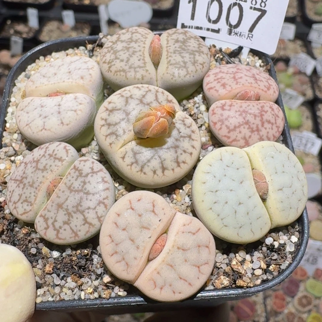 zzzz精品生石花1007