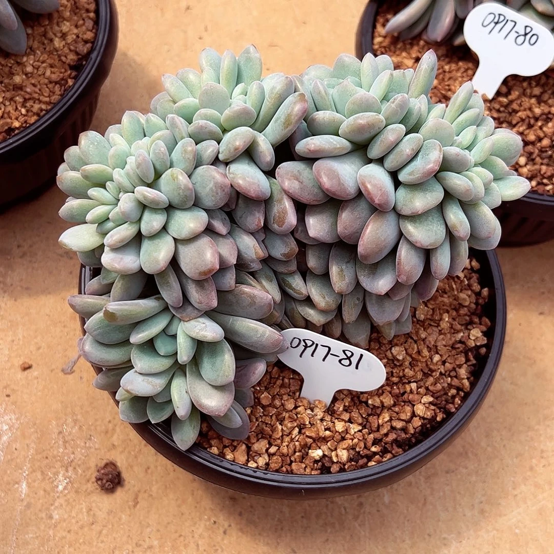 0917-81绝绝子奥橙缀化