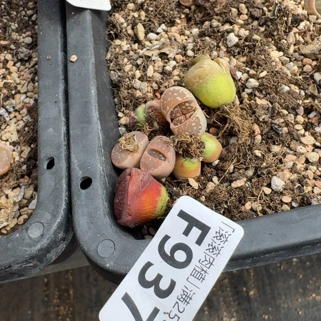 沈**泽F937粉橄榄母本204酒红