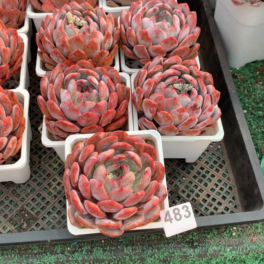 483橙子多肉植物组合