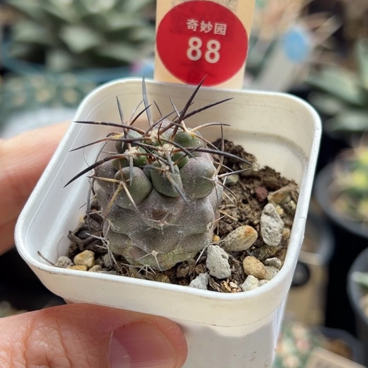 实生狂刺龙爪球2.6cm