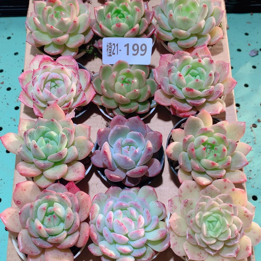 21-199一物一拍多肉带盆18颗