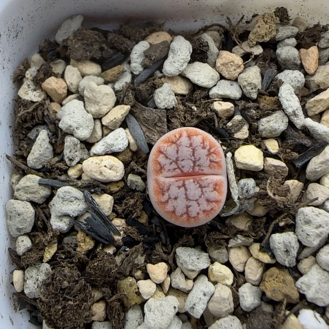 217二蜕睫毛奶霜面荒大棚直播