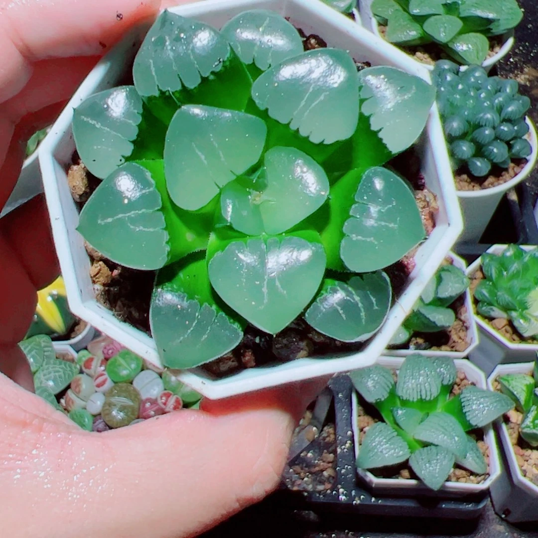 姬翠多肉植物阿阿