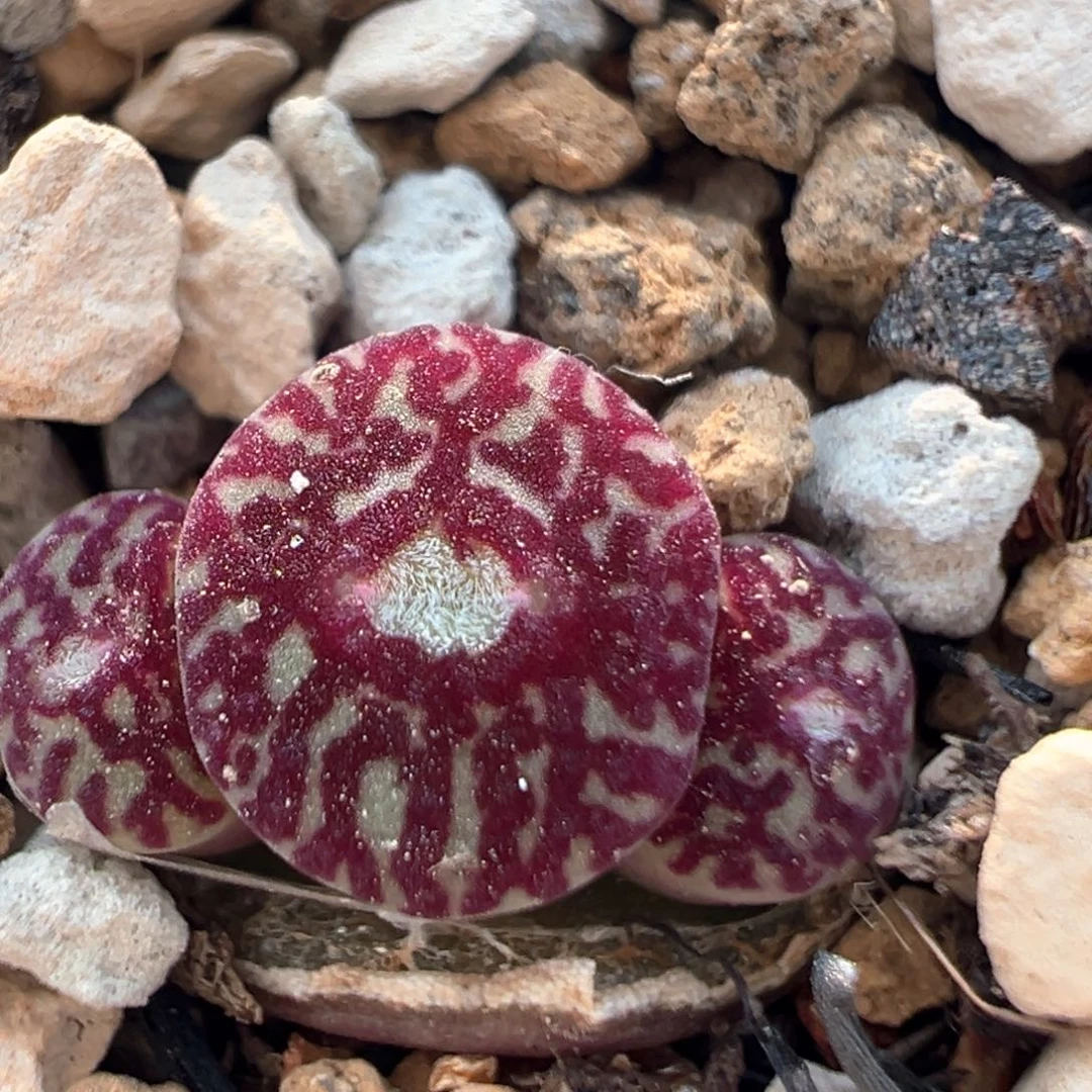 88多肉植物百科知识