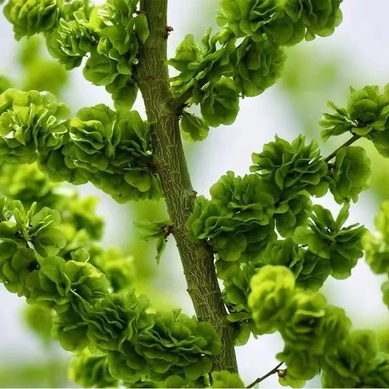 2025新鲜野生榆钱