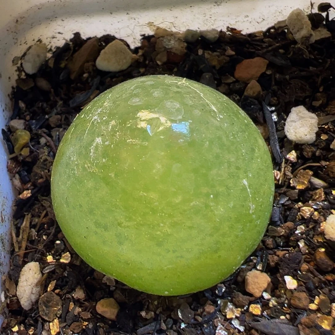 48多肉植物百科知识