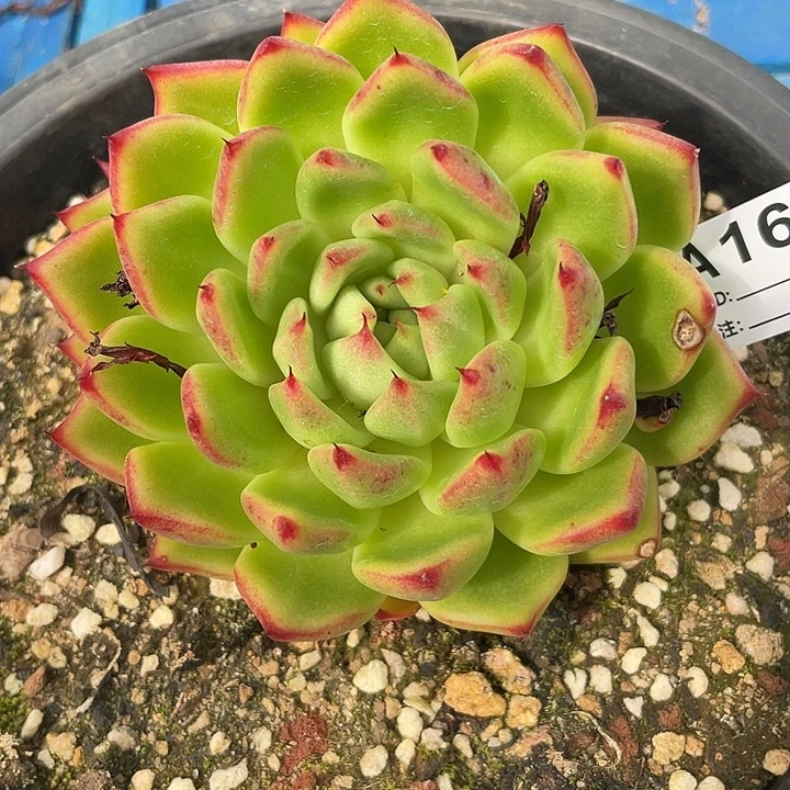 若如东云筐拍A163