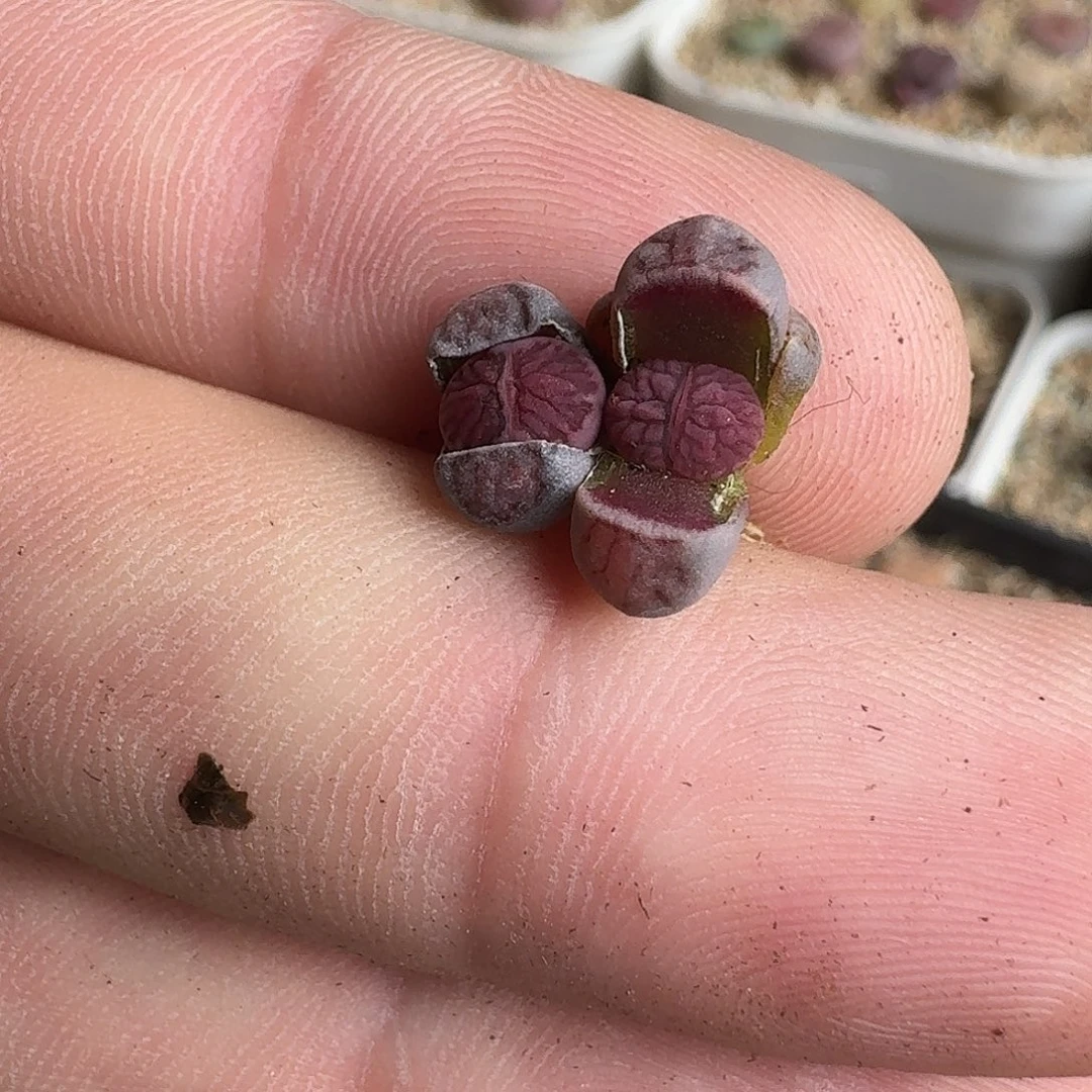 可***包A510紫菊二次回交