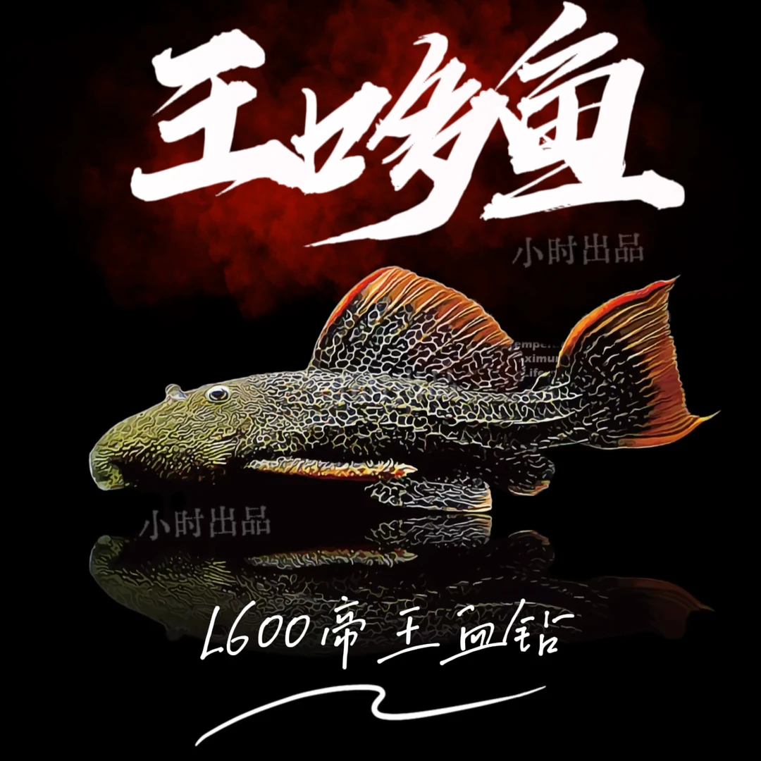 小型热带精品观赏鱼 帝王血钻L600 异型清道夫鱼