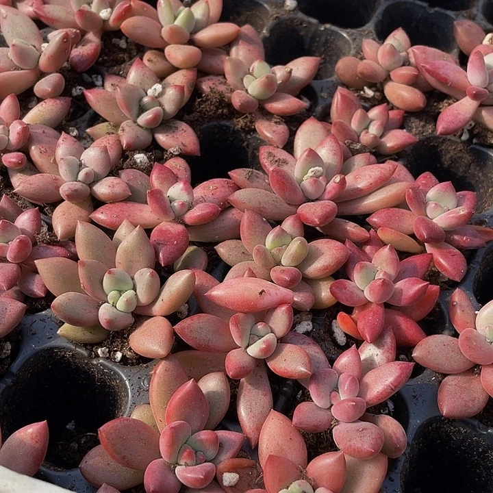 小桃花源1元带土发货