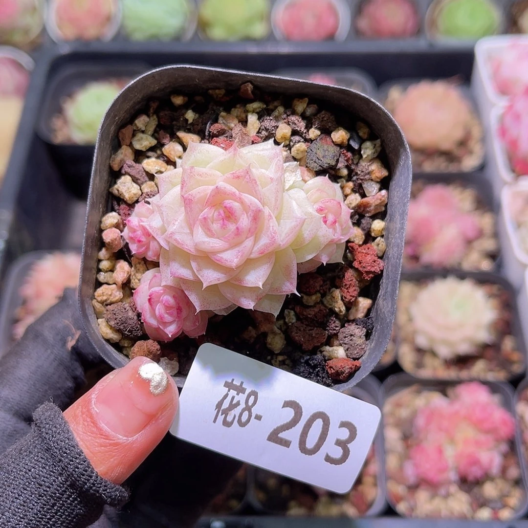 花08-203白天鹅小群