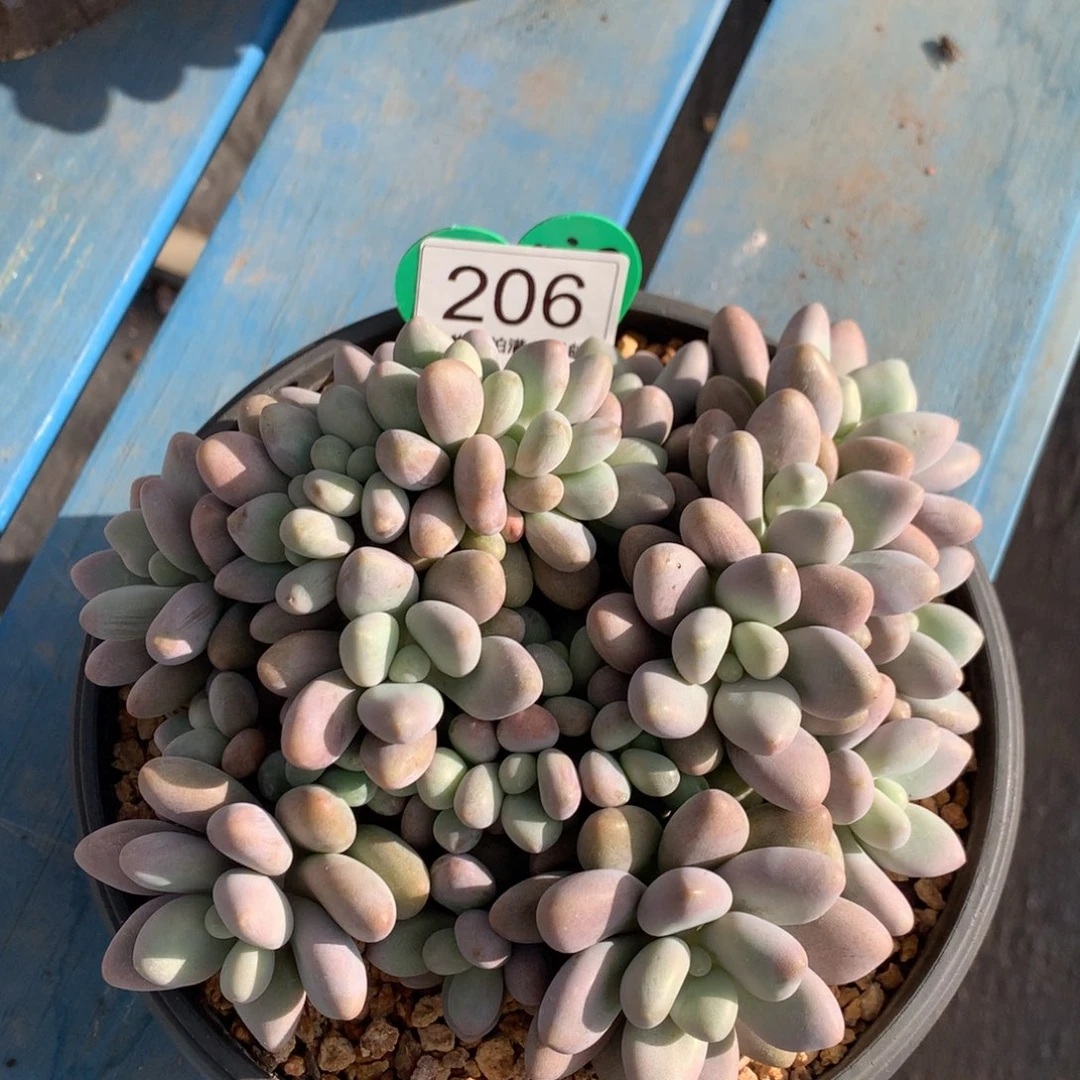 米多丽无砍平头朵朵缀206