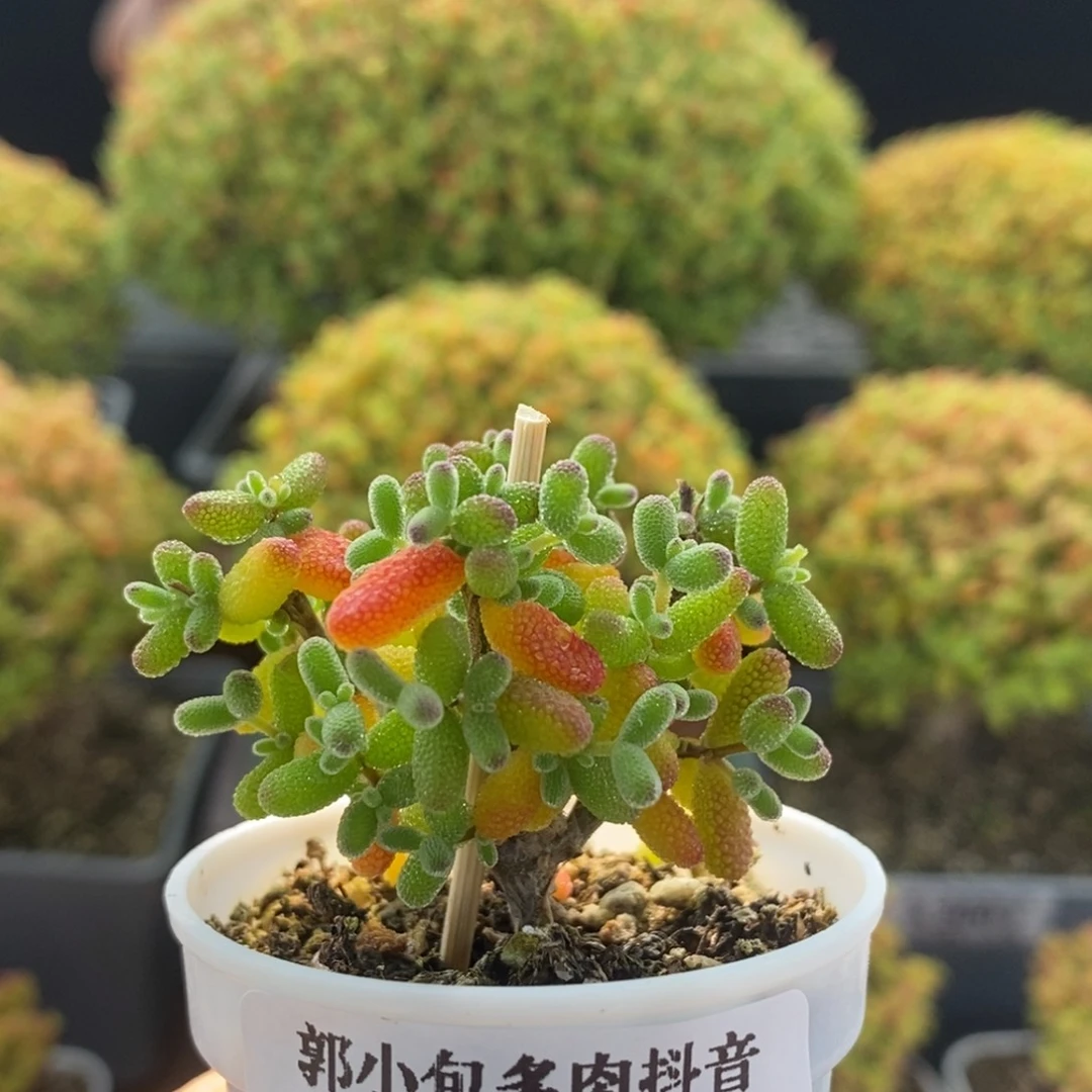 密叶糖球2043枝干番杏