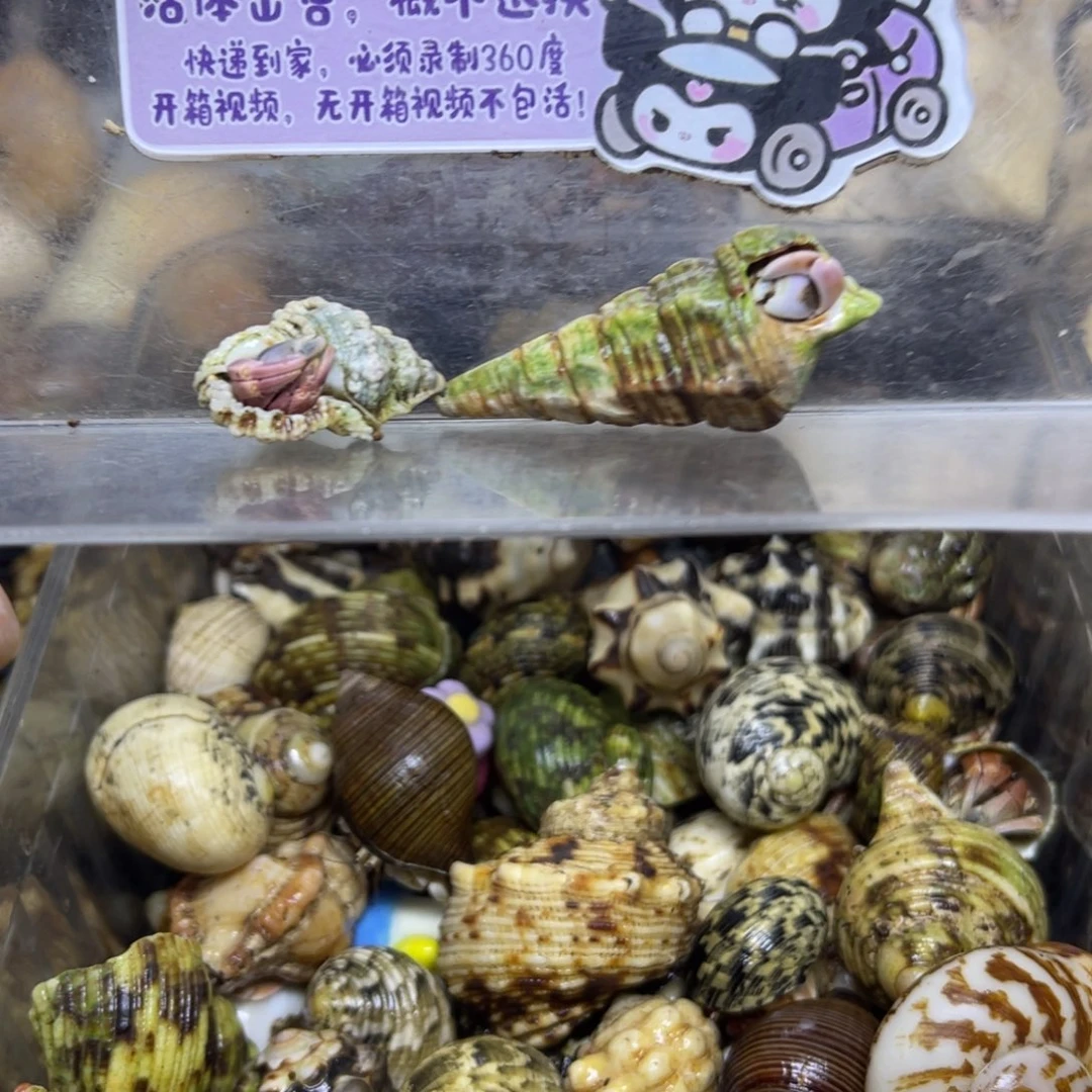 2.5一只马鲁古岛灰白