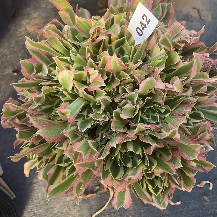 1.18-42白凤多肉植物