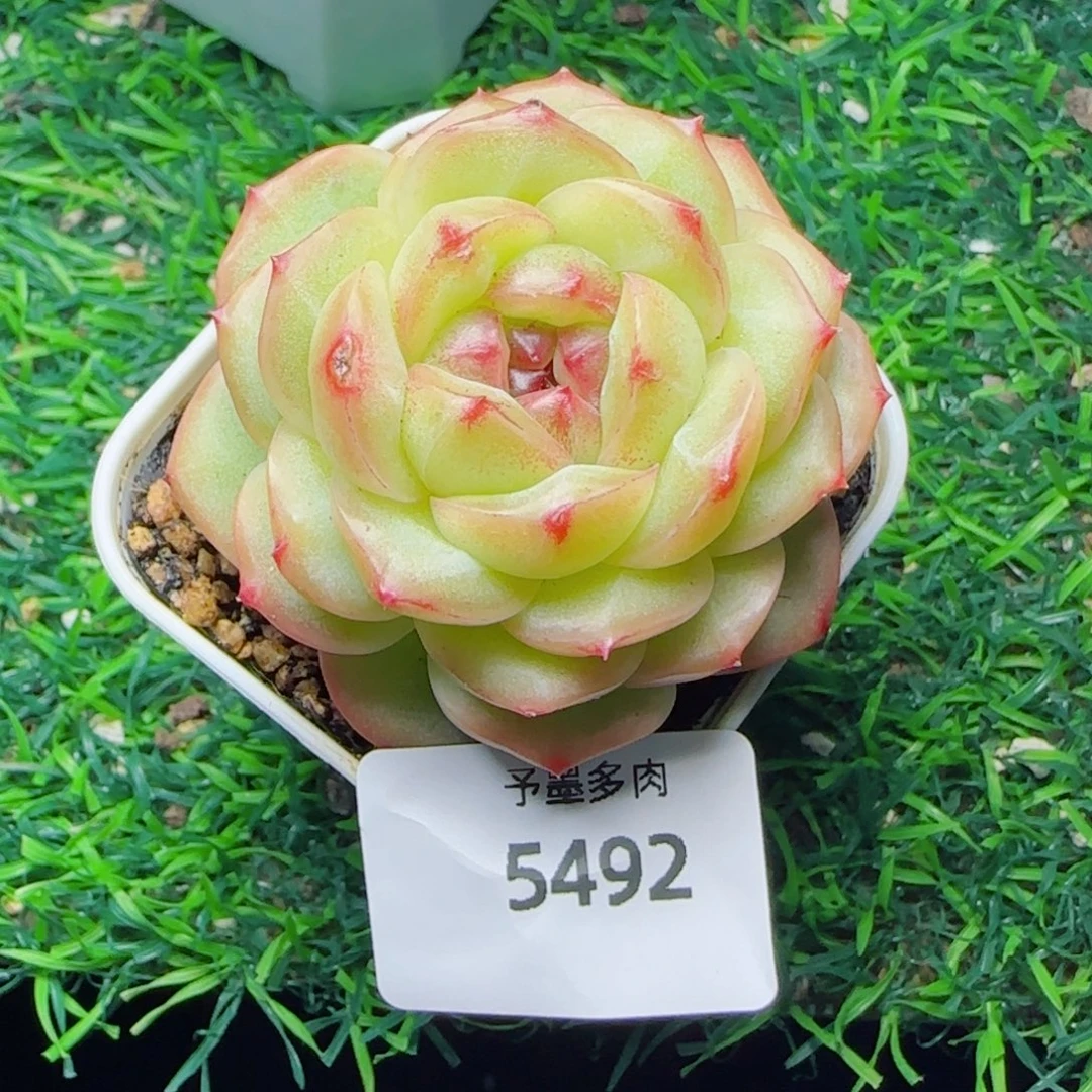 雪柠美人，5492多肉植物