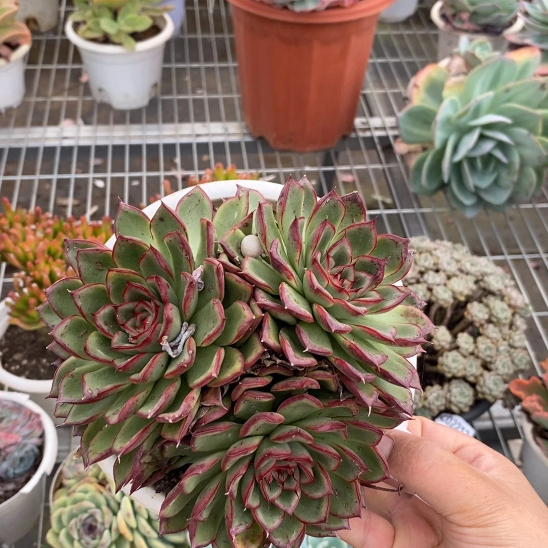 2343萤火虫一物一拍