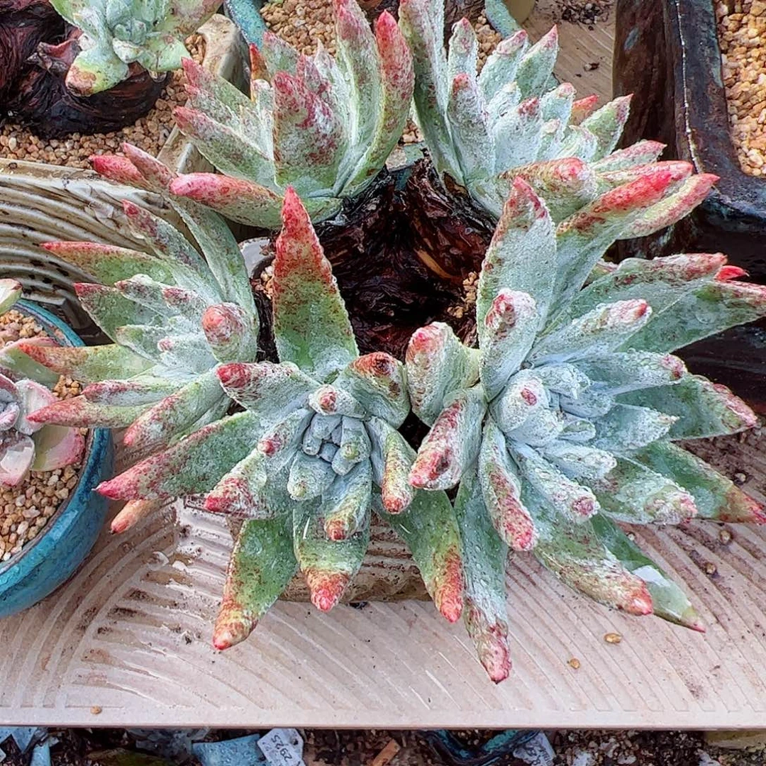 3038宽叶苹果叶杂交仙女杯