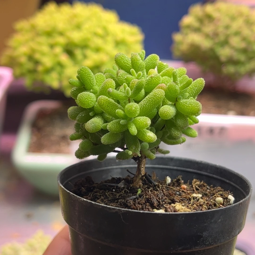 蜜桔糖球优选枝干