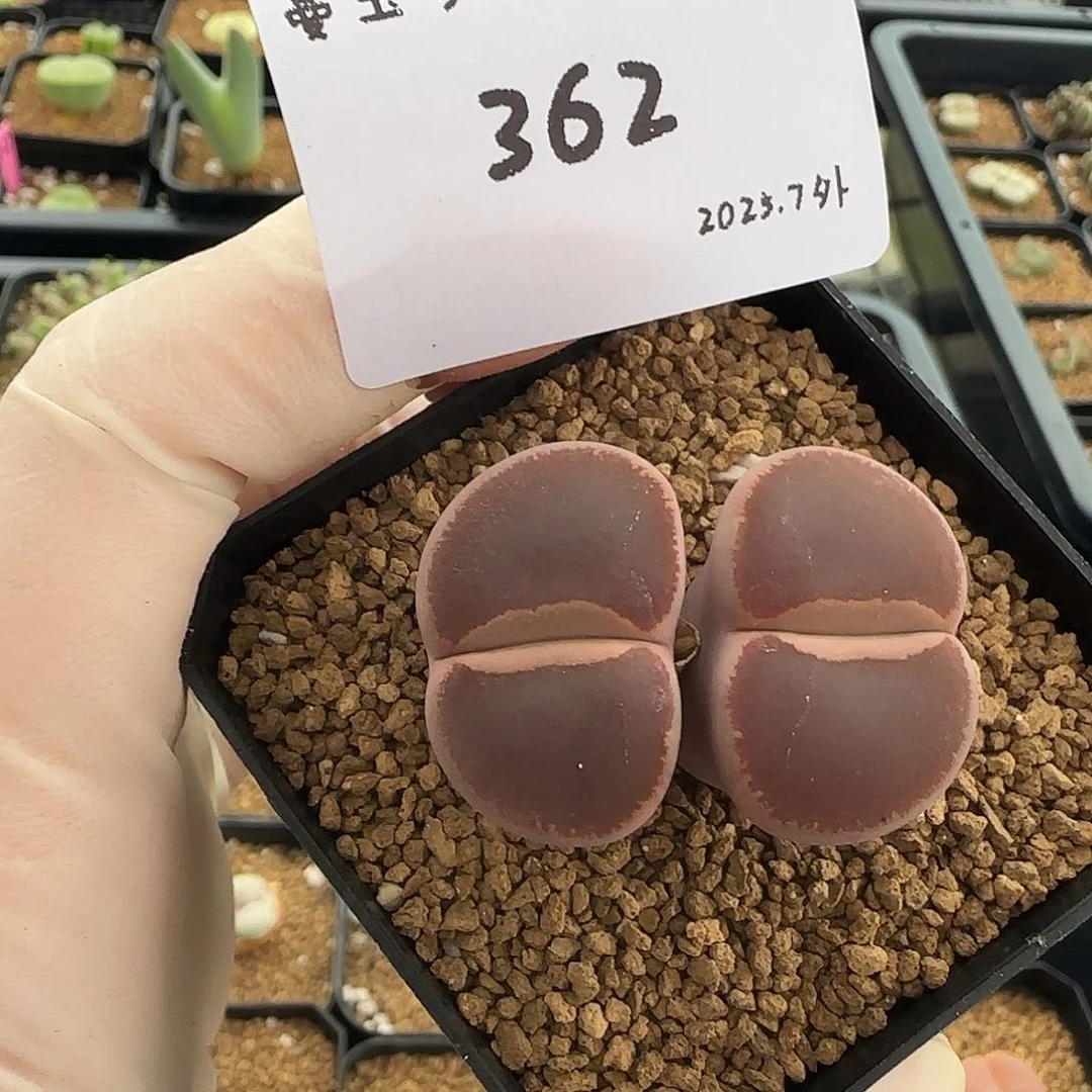 糖***T多肉多肉多肉7-362