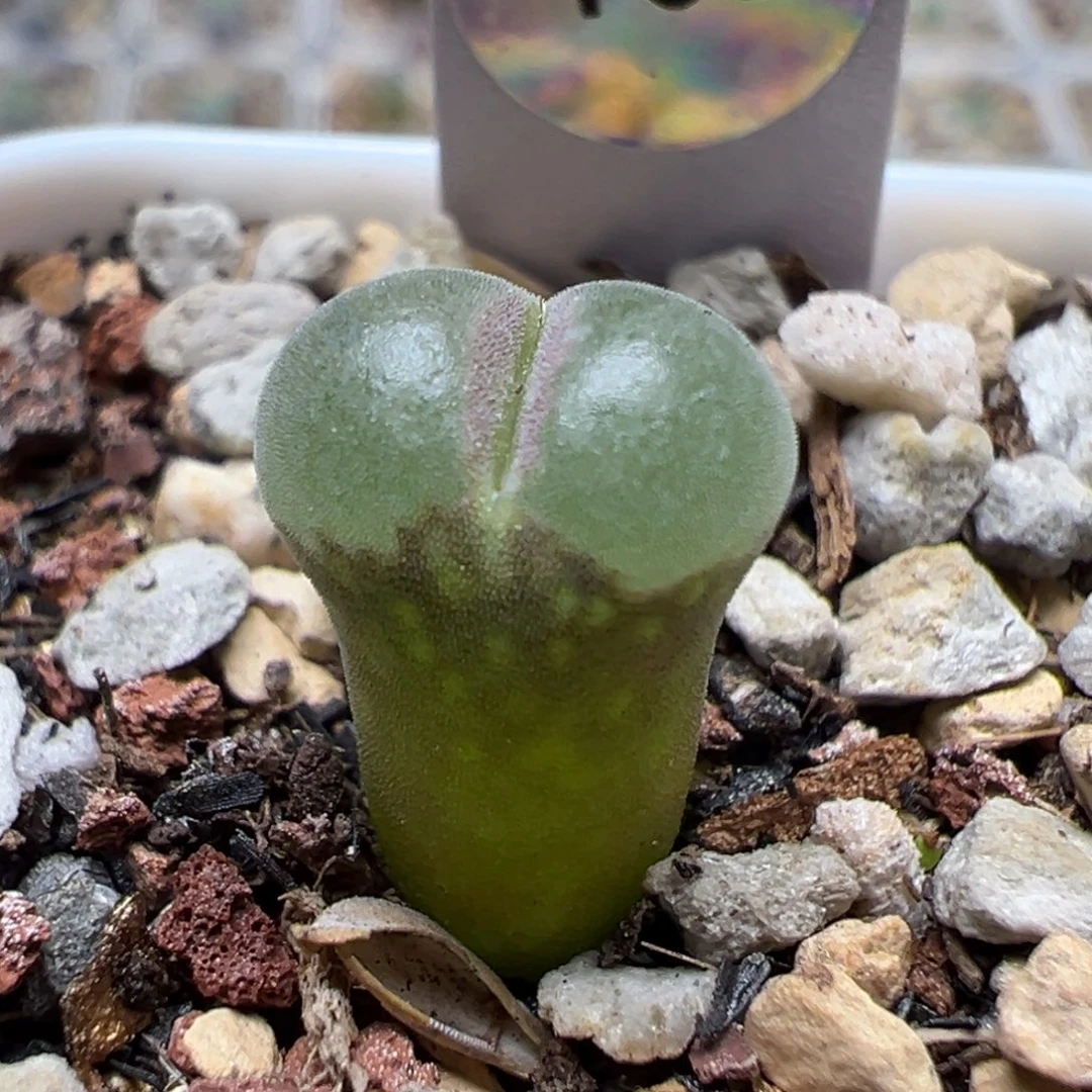 402粉红女郎纽扣母本一物一拍