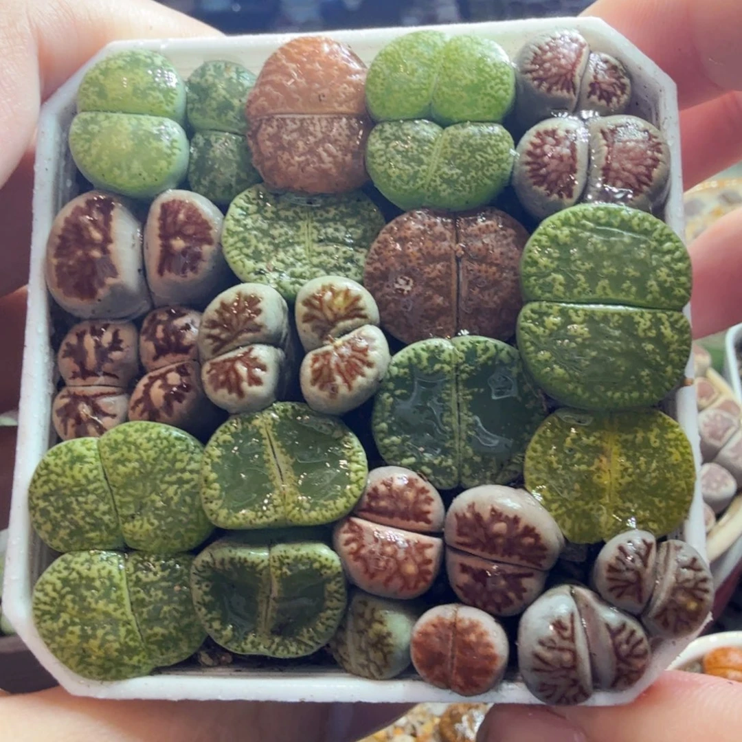 多肉植物的生长发育和878