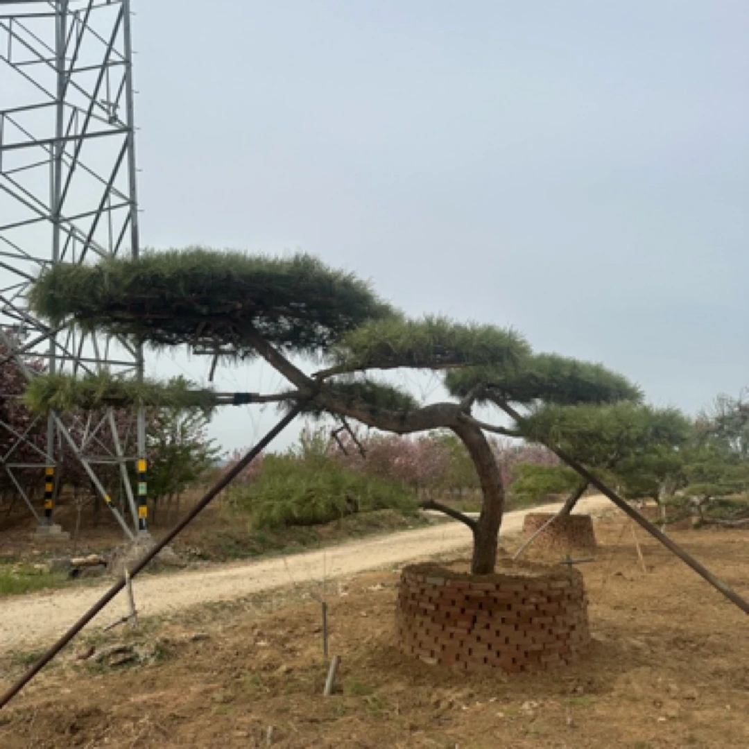 源头基地松农直发花卉