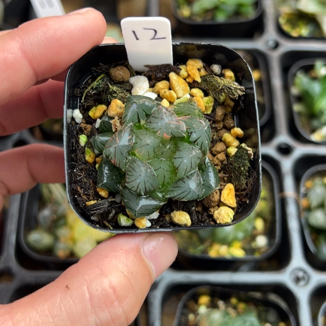 12龙鳞玉露锦一物一拍